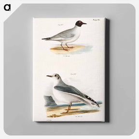 アートパネル-Bonaparte's Gull - ニューヨークの動物学 Canvas.