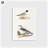 2-19_Zoology-of-New-York_hagaki