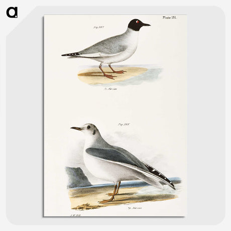 2-19_Zoology-of-New-York_picture-crop