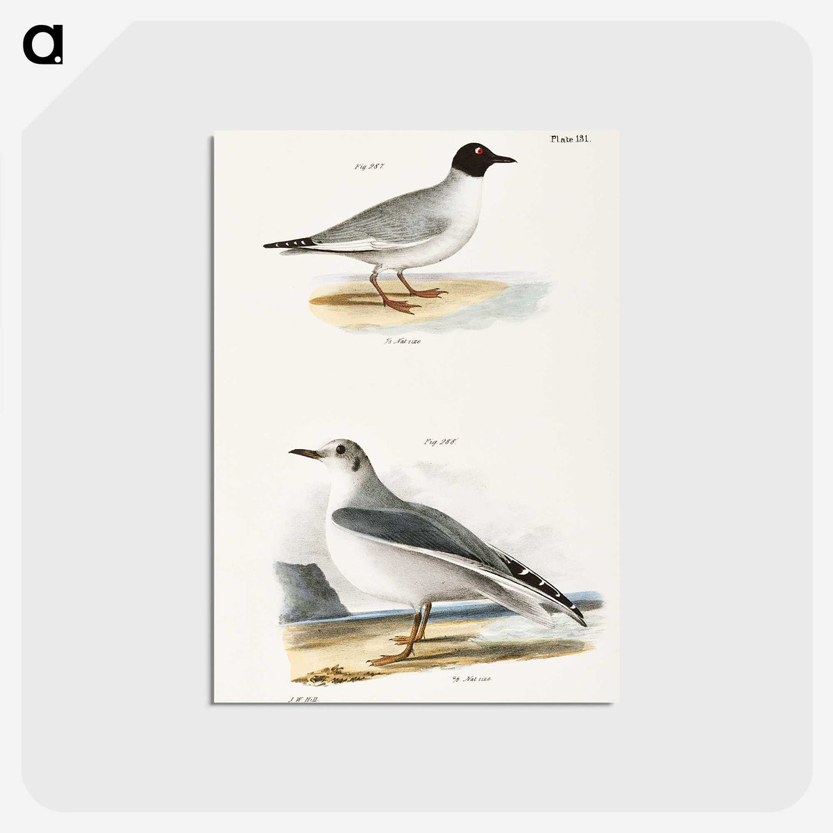2-19_Zoology-of-New-York_postcard