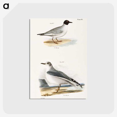 2-19_Zoology-of-New-York_postcard