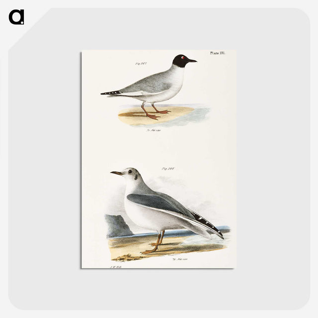 2-19_Zoology-of-New-York_postcard