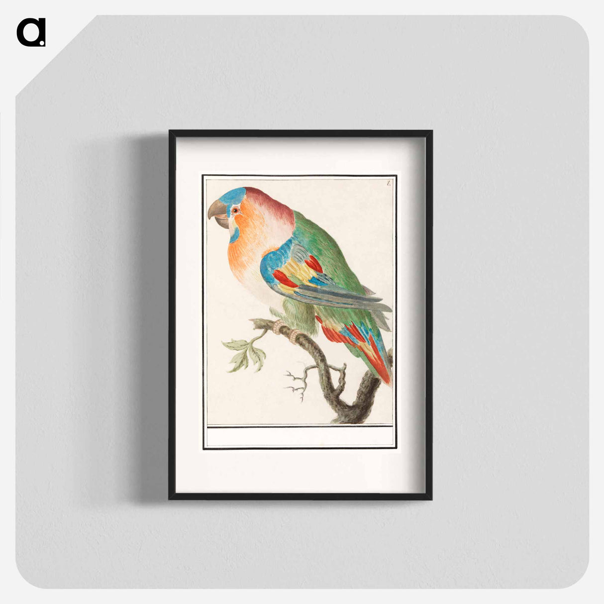 Parrot - アンセルムス ボエティウス デ ブート Poster.