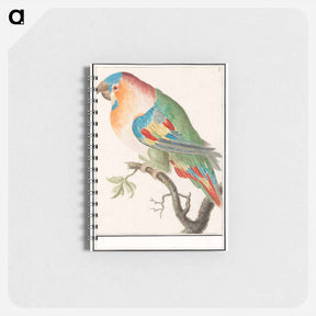アートメモ帳-Parrot - アンセルムス ボエティウス デ ブート Memo.