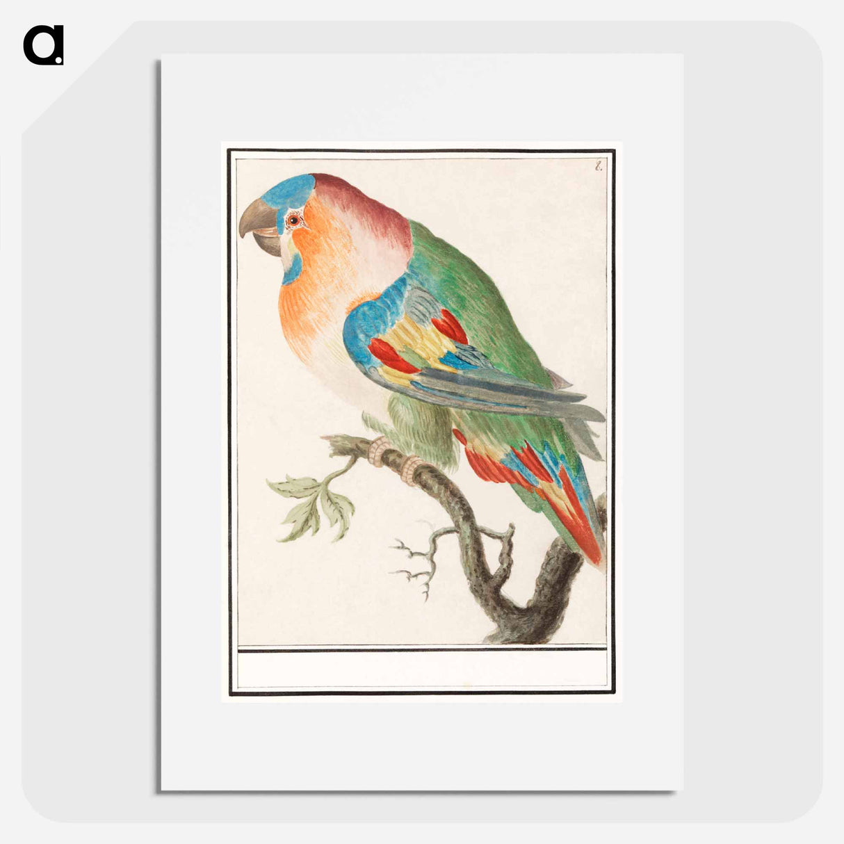 Parrot - アンセルムス ボエティウス デ ブート Poster.