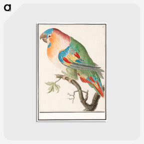 アートポストカード-Parrot - アンセルムス ボエティウス デ ブート Postcard.