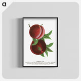 2-1_Botanical-Specimen-Plates_blk-crop