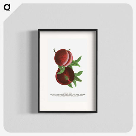2-1_Botanical-Specimen-Plates_blk