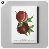 2-1_Botanical-Specimen-Plates_canvas