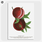 2-1_Botanical-Specimen-Plates_picture-crop
