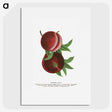 2-1_Botanical-Specimen-Plates_picture