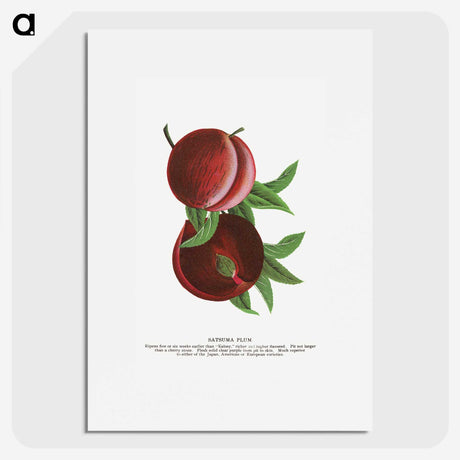 2-1_Botanical-Specimen-Plates_picture