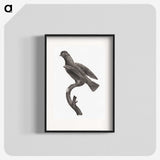 2-1_Des-Oiseaux-de-Paradis_blk