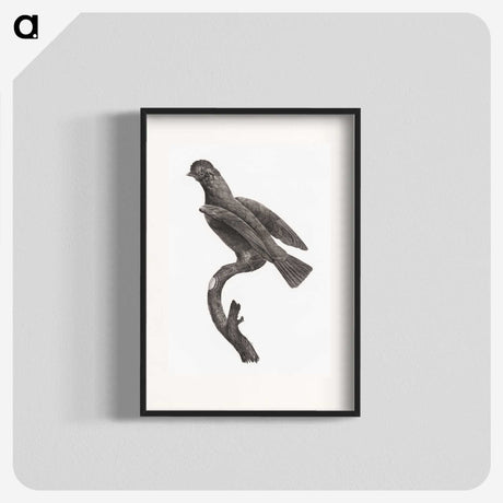 2-1_Des-Oiseaux-de-Paradis_blk