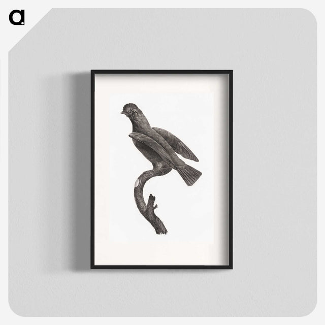2-1_Des-Oiseaux-de-Paradis_blk