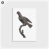 2-1_Des-Oiseaux-de-Paradis_hagaki