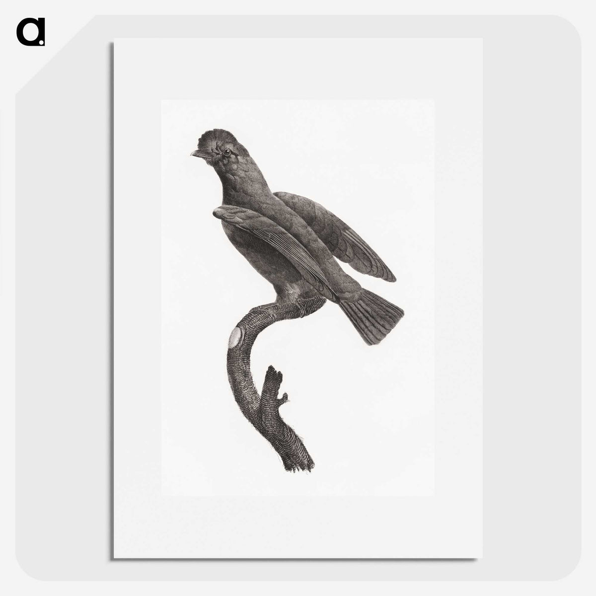 2-1_Des-Oiseaux-de-Paradis_picture