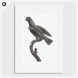 2-1_Des-Oiseaux-de-Paradis_picture