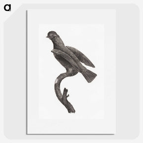 2-1_Des-Oiseaux-de-Paradis_picture