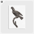 2-1_Des-Oiseaux-de-Paradis_postcard