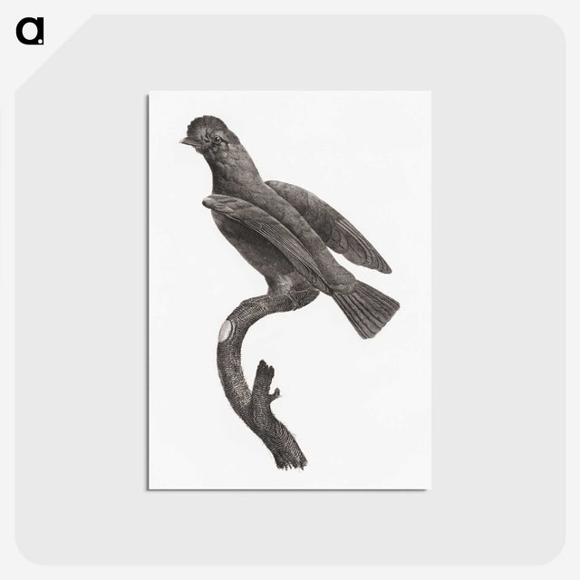 2-1_Des-Oiseaux-de-Paradis_postcard