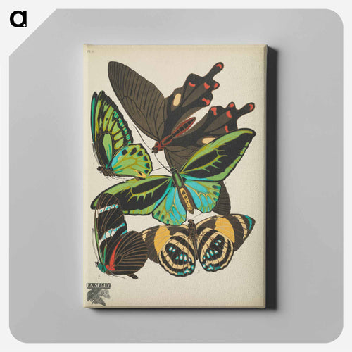 E.A. Séguy's vintage butterflies insect illustration - E.A.セギー Canvas.