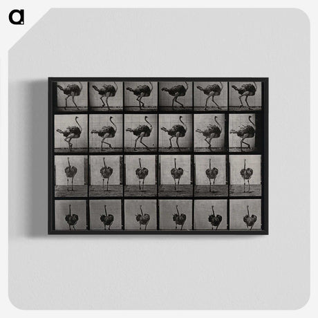 2-1_Eadweard-Muybridge_blk-crop