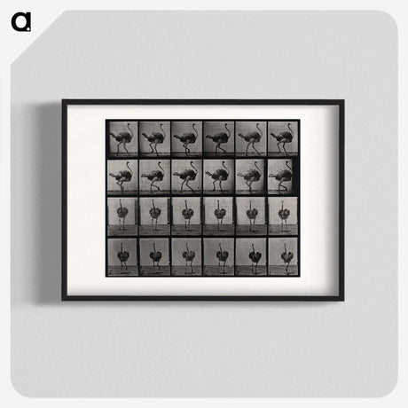 2-1_Eadweard-Muybridge_blk