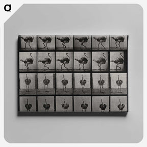 2-1_Eadweard-Muybridge_canvas