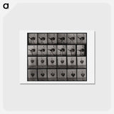 アートポストカード-Ostrich
 - エドワード マイブリッジ Postcard.