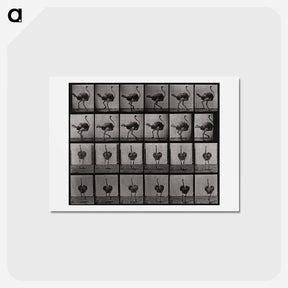 アートポストカード-Ostrich
 - エドワード マイブリッジ Postcard.