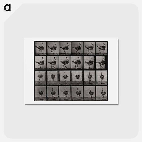 アートポストカード-Ostrich
 - エドワード マイブリッジ Postcard.