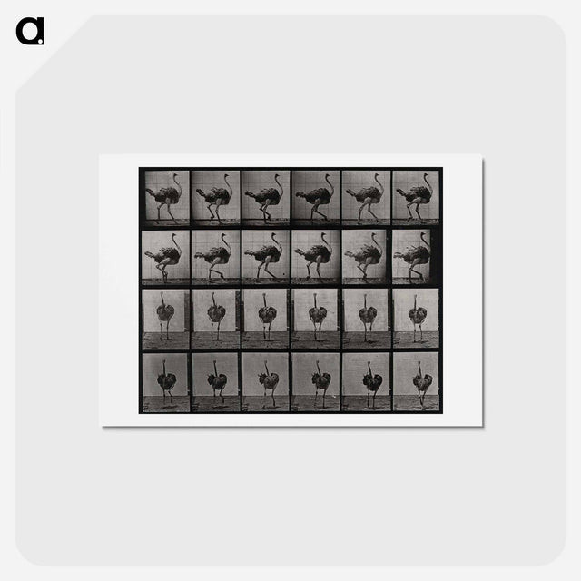 アートポストカード-Ostrich
 - エドワード マイブリッジ Postcard.
