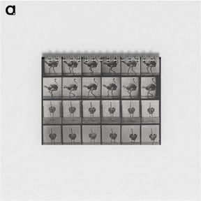 2-1_Eadweard-Muybridge_memo