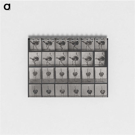 2-1_Eadweard-Muybridge_memo