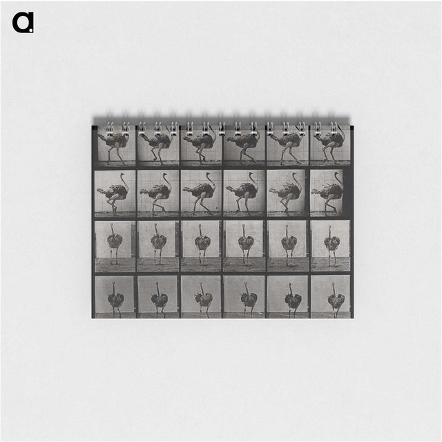 2-1_Eadweard-Muybridge_memo