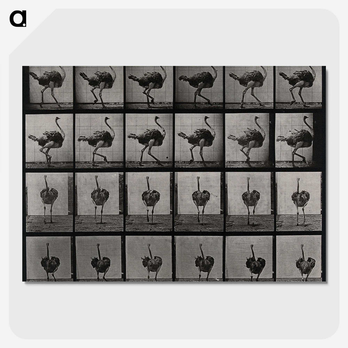 2-1_Eadweard-Muybridge_picture-crop