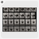 2-1_Eadweard-Muybridge_picture-crop
