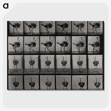 2-1_Eadweard-Muybridge_picture-crop