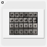 2-1_Eadweard-Muybridge_picture