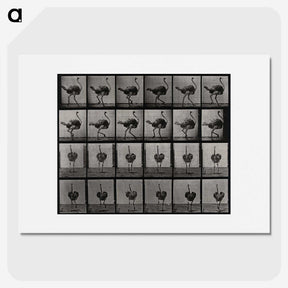 2-1_Eadweard-Muybridge_picture