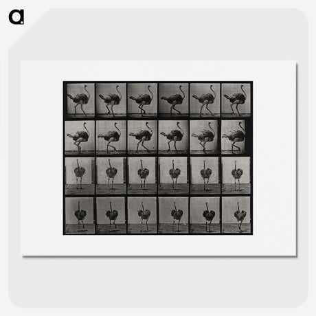 2-1_Eadweard-Muybridge_picture
