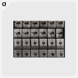 アートポストカード-Ostrich
 - エドワード マイブリッジ Postcard.