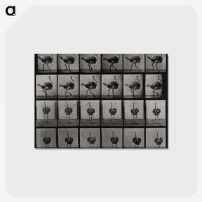 2-1_Eadweard-Muybridge_postcard