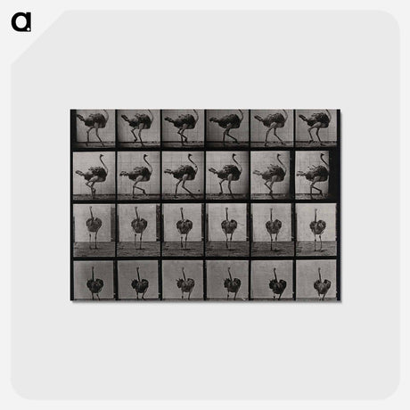 アートポストカード-Ostrich
 - エドワード マイブリッジ Postcard.