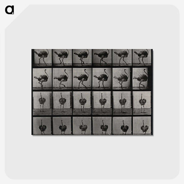 2-1_Eadweard-Muybridge_postcard