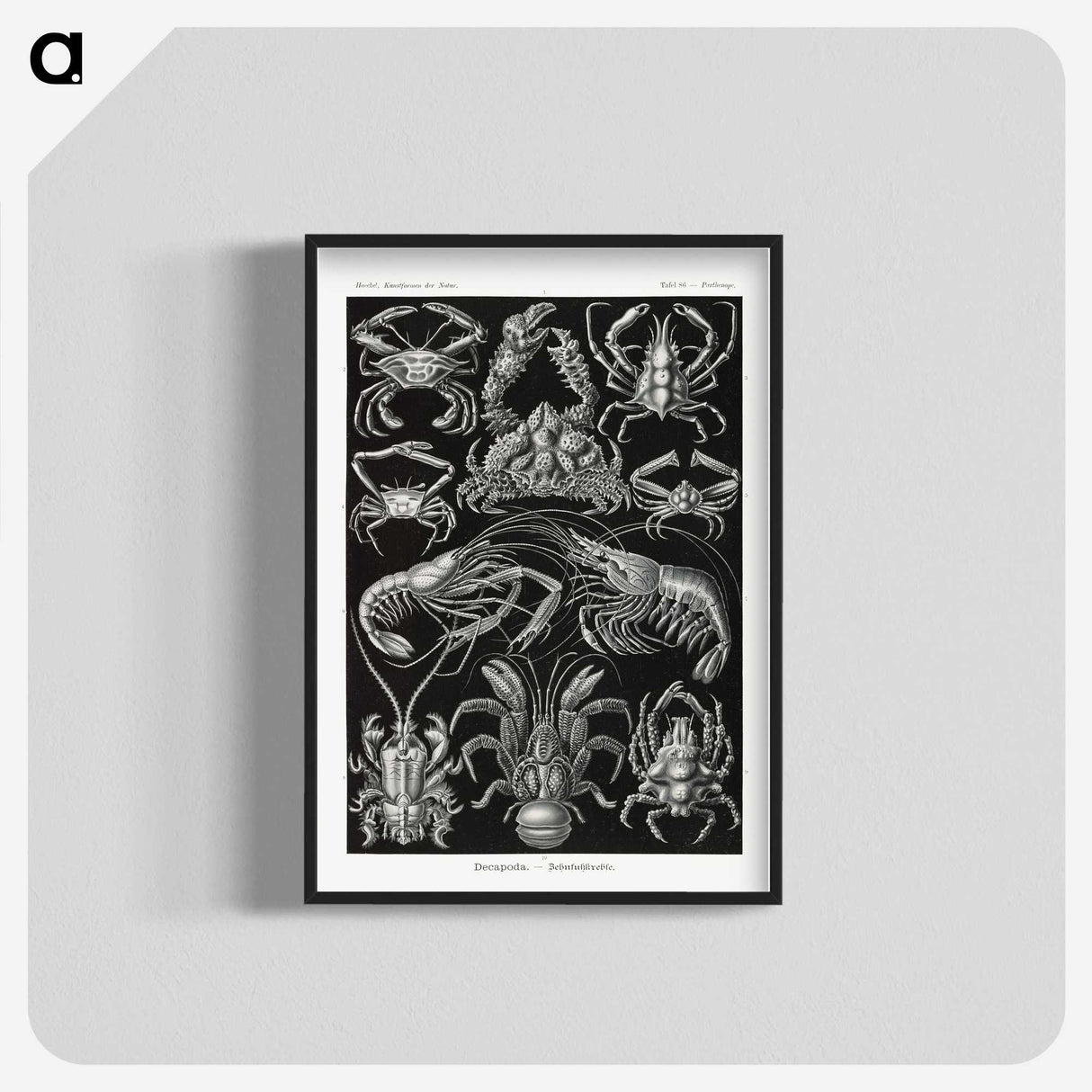 2-1_Ernst-Haeckel_blk-crop
