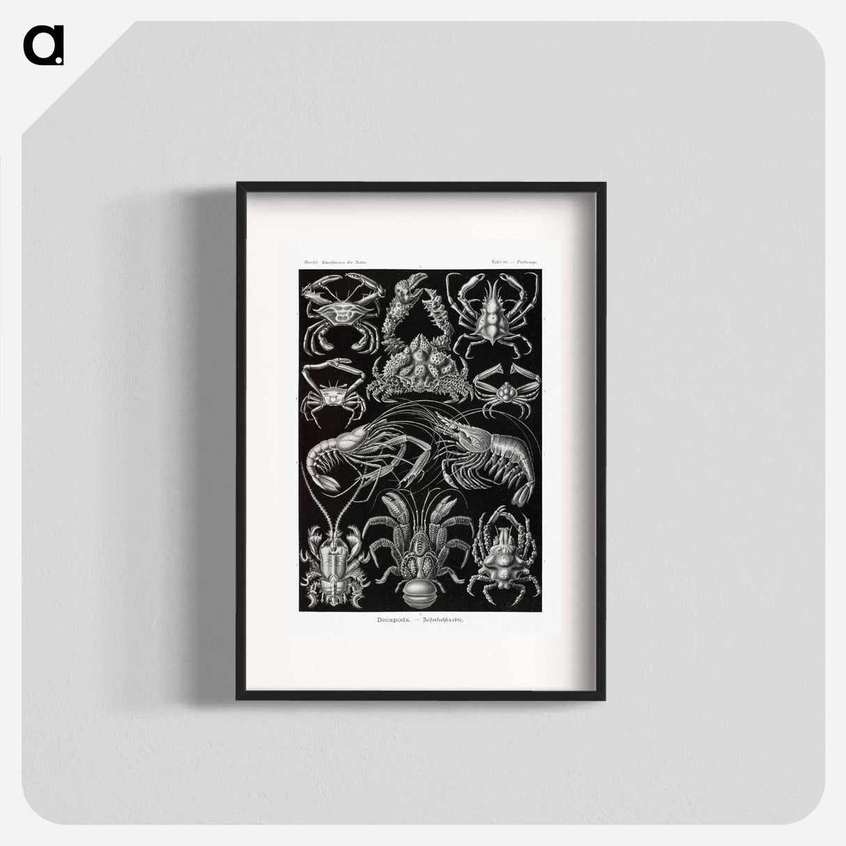 Decapoda–Behnfukkreble from Kunstformen der Natur - エルンスト ヘッケル Poster.