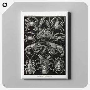 2-1_Ernst-Haeckel_canvas