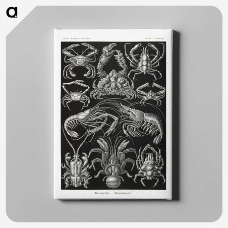 2-1_Ernst-Haeckel_canvas